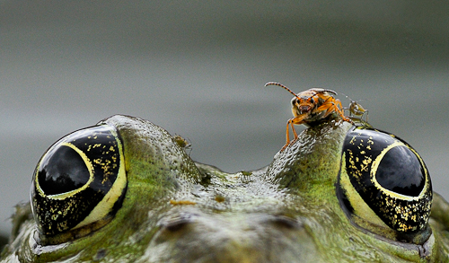 Grenouille de Christophe Prudhomme