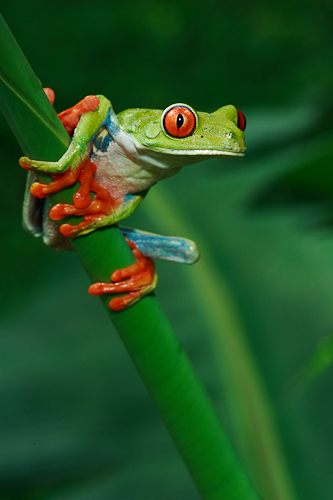 Grenouille aux yeux rouges de Christine Dziubak