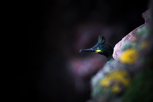 Emerald eyes de Nicolas Le Dilhuit